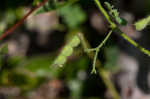 Sticky jointvetch